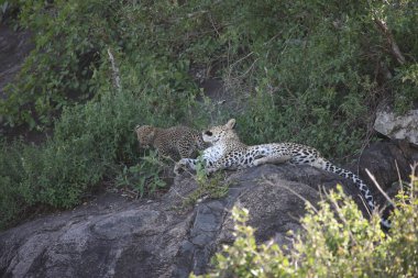 Leopar Kenya Afrika Vahşi hayvan kedi memelisi