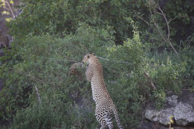Leopar Kenya Afrika Vahşi hayvan kedi memelisi