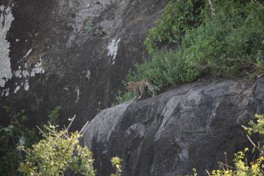 Leopar Kenya Afrika Vahşi hayvan kedi memelisi