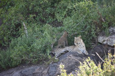 Leopar Kenya Afrika Vahşi hayvan kedi memelisi