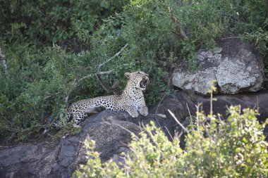 Leopar Kenya Afrika Vahşi hayvan kedi memelisi