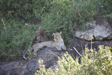 Leopar Kenya Afrika Vahşi hayvan kedi memelisi