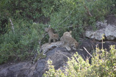 Leopar Kenya Afrika Vahşi hayvan kedi memelisi