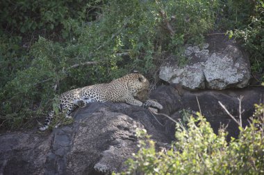 Leopar Kenya Afrika Vahşi hayvan kedi memelisi
