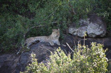 Leopar Kenya Afrika Vahşi hayvan kedi memelisi