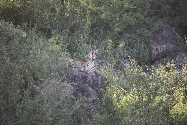 Leopar Kenya Afrika Vahşi hayvan kedi memelisi — Stok fotoğraf