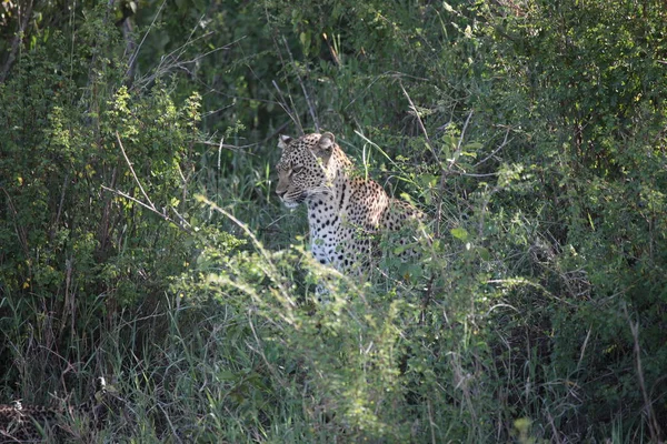 Leopárd Kenya Afrika szavannah vadon élő állat macska emlős — Stock Fotó