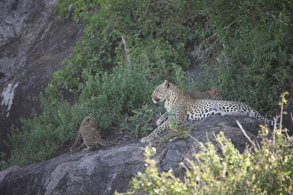 Leopard Kenya Africa savannah animal salvaje gato mamífero — Foto de Stock