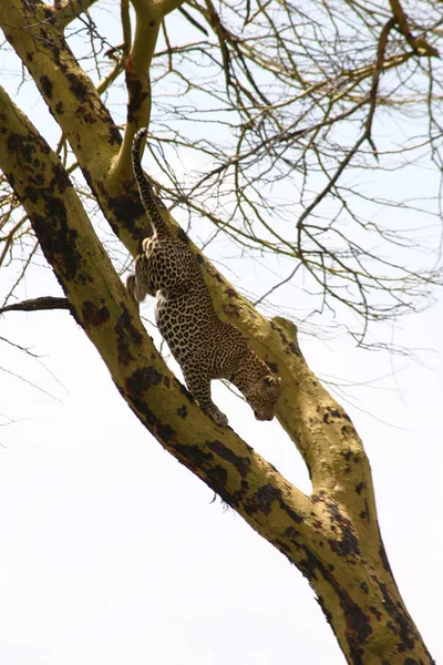 Leopardo Quênia África savana animal selvagem gato mamífero — Fotografia de Stock