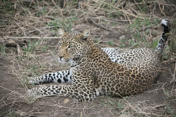 Leopard Keňa Afrika savana divoké zvíře kočka savec — Stock fotografie