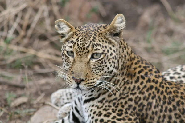 Leopardo Quênia África savana animal selvagem gato mamífero — Fotografia de Stock