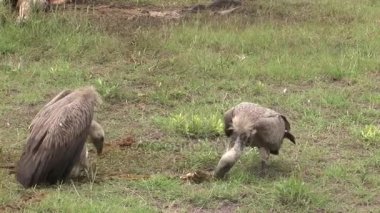 Vahşi Griffon Akbaba Afrika Kenya Tehlikeli Kuş 