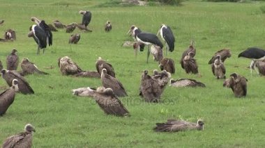 Vahşi Griffon Akbaba Afrika Kenya Tehlikeli Kuş 