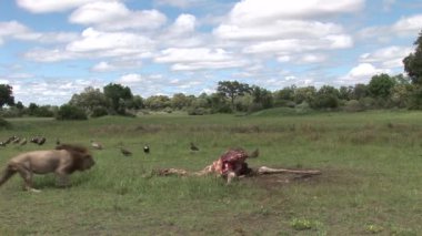 Vahşi Kızıl akbaba ve aslan zürafa Afrika savana Kenya yeme 