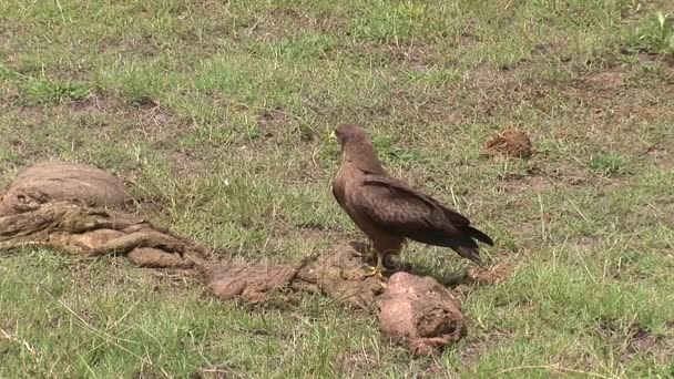 Dziki jedzenie sawanny Afryki Eagle Kenii — Wideo stockowe