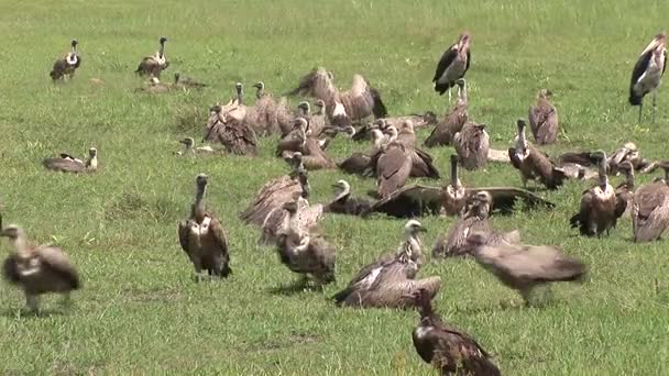 Wild Griffon Vulture Africa savannah Kenya farlig fågel — Stockvideo