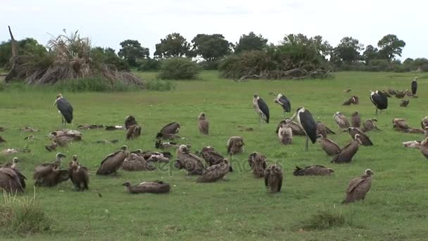 Avvoltoio Grifone selvatico Africa savana Kenya uccello pericoloso — Video Stock