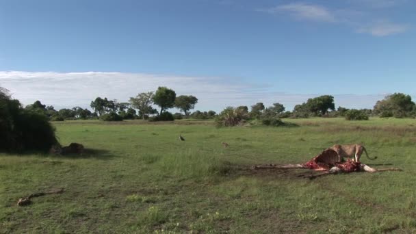 Gänsegeier und Löwe fressen Giraffe Afrika Savanne Kenia — Stockvideo