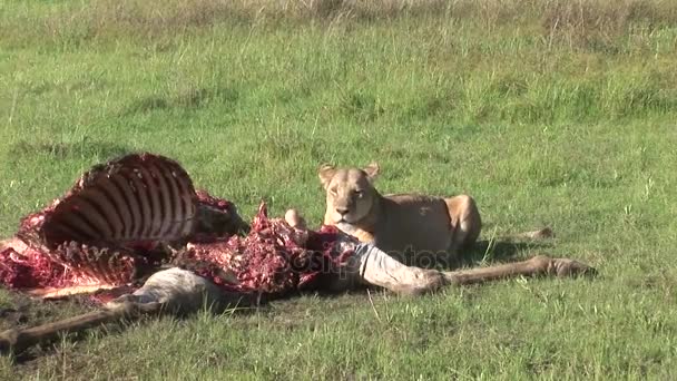 野生のグリフォンのハゲタカとキリン アフリカ サバンナ ケニアを食べるライオン — ストック動画