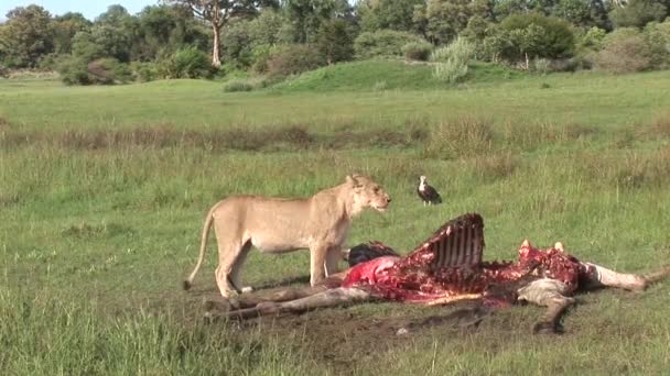 Abutre Griffon selvagem e Leão comendo Girafa África savana Quênia — Vídeo de Stock