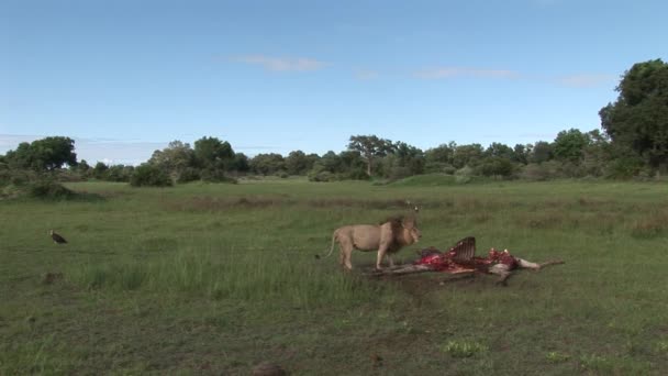 Wild Vale gier en Lion eten Giraffe Afrika savanne Kenia — Stockvideo