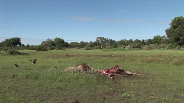 Wild Griffon Buitre y León comiendo jirafa Africa savannah Kenya — Vídeos de Stock