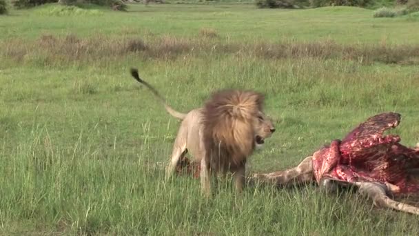 Gänsegeier und Löwe fressen Giraffe Afrika Savanne Kenia — Stockvideo