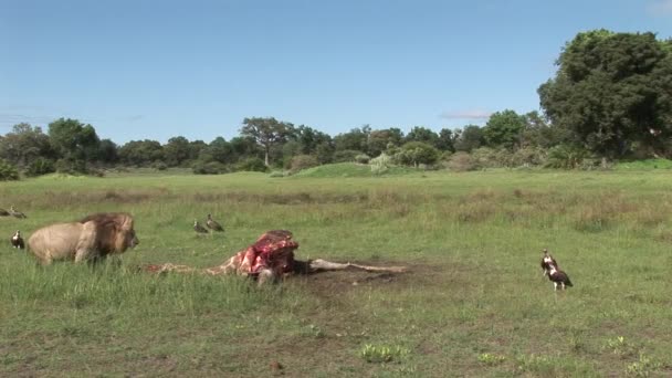 야생 그리 폰 독수리와 사자 기린 아프리카 사바나 케냐를 먹는 — 비디오