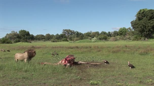 Vad fakókeselyű és oroszlán, zsiráf-Afrika szavanna Kenya eszik — Stock videók