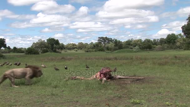 Gänsegeier und Löwe fressen Giraffe Afrika Savanne Kenia — Stockvideo