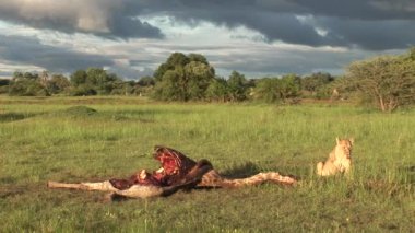 Vahşi Kızıl akbaba ve aslan zürafa Afrika savana Kenya yeme 