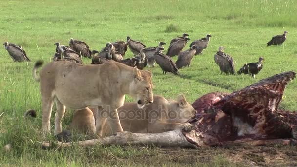 Wild Griffon Vulture and Lion eating Giraffe Africa savannah Kenya — Stock Video
