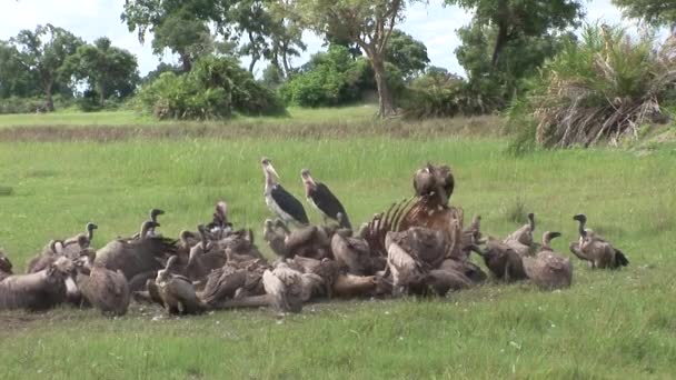 Wild Vale gier en Lion eten Giraffe Afrika savanne Kenia — Stockvideo