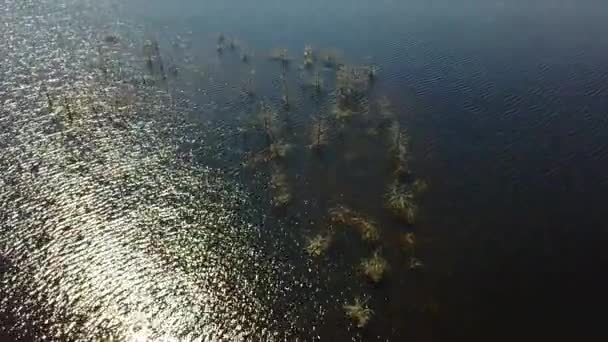 Sauriesi lago Aereo drone vista dall'alto 4K UHD video Lettonia — Video Stock