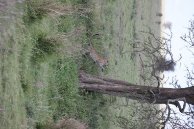 Afrika safari yaban hayatı Kenya Milli Parkı