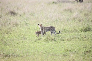 Afrika safari yaban hayatı Kenya Milli Parkı