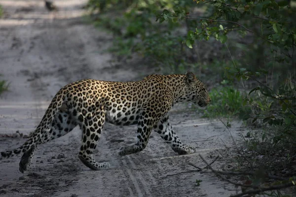 África safari vida selvagem Quênia National Park — Fotografia de Stock