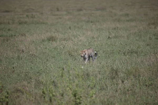 África safari vida silvestre Kenia Parque Nacional —  Fotos de Stock