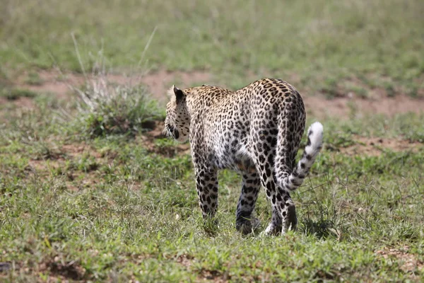 非洲野生动物园野生动物肯尼亚国家公园 — 图库照片