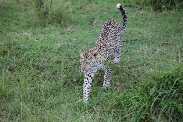 Afrique safari vie sauvage Kenya Parc national — Photo