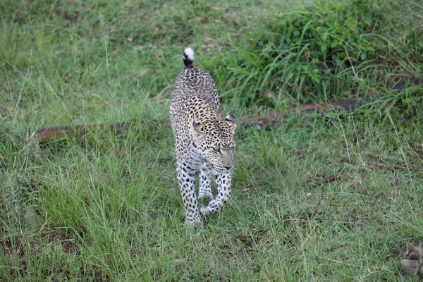 아프리카 사파리 야생 생활 케냐 국립 공원 — 스톡 사진