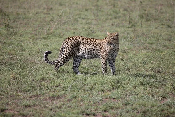 Afrika safari yaban hayatı Kenya Milli Parkı — Stok fotoğraf
