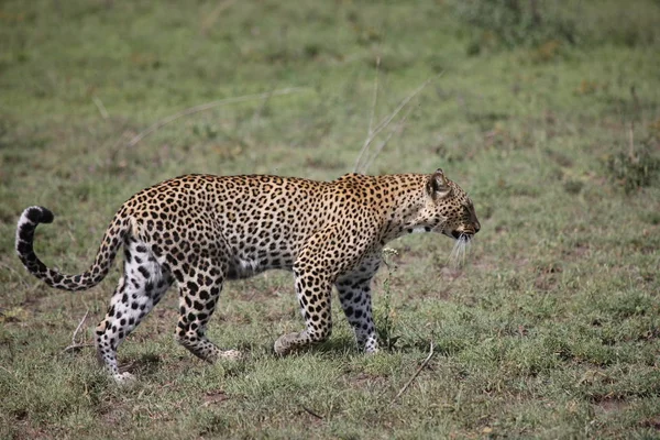 África safari vida selvagem Quênia National Park — Fotografia de Stock