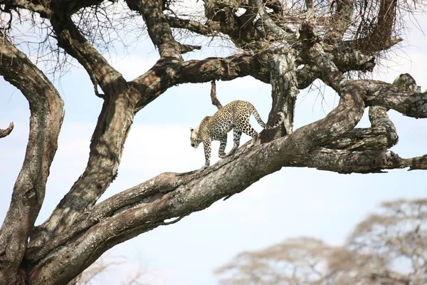 Африканское сафари дикая природа Кения Национальный парк — стоковое фото