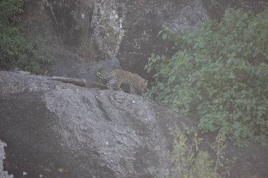 Afrika safari yaban hayatı Kenya Milli Parkı