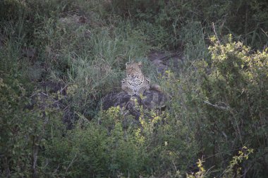 Afrika safari yaban hayatı Kenya Milli Parkı