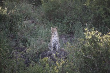 Afrika safari yaban hayatı Kenya Milli Parkı
