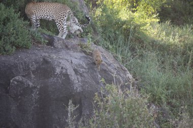 Afrika safari yaban hayatı Kenya Milli Parkı