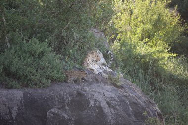 Afrika safari yaban hayatı Kenya Milli Parkı