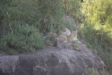 Afrika safari yaban hayatı Kenya Milli Parkı
